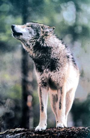wolf8.jpg